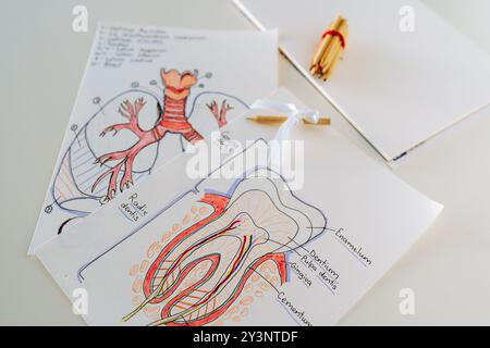 deux dessins schématisent l'emplacement anatomie de la section dentaire et les poumons de l'organe respiratoire humain Banque D'Images