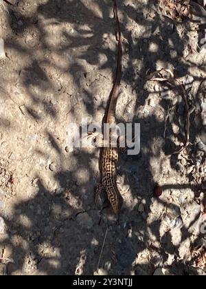 Queue de Whiptail de l'Ouest (Aspidoscelis tigris) Reptilia Banque D'Images