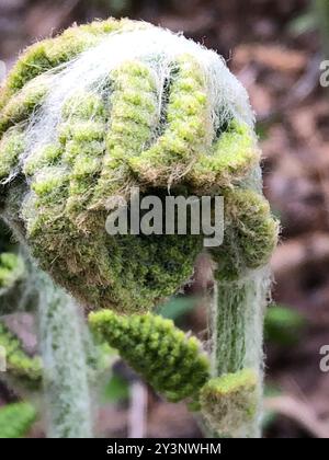 Fougères cannelle (Osmundastrum) Plantae Banque D'Images