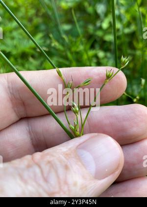Ruée cuirassée (Juncus coriaceus) Plantae Banque D'Images