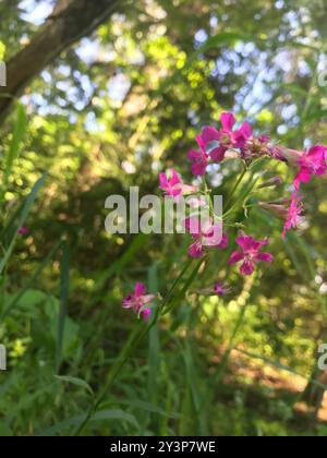 Mouche collante (Viscaria vulgaris) Plantae Banque D'Images