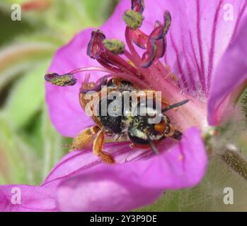 Prunus Miner Bee (Andrena prunorum) Insecta Banque D'Images