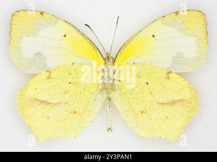 Jaune mexicain (Abaeis mexicana) insecte Banque D'Images