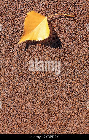 Automne dans une grande ville. Heure d'automne doré. Gros plan sur les feuilles tombées. Feuille de peuplier unique sur le terrain en caoutchouc (plancher) du stade dans les rayons du soleil Banque D'Images