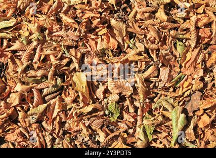 Temps de chute. Feuilles tombées sèches d'en haut. Tapis de feuilles jaunies, texture, fond. Toile de fond de feuilles dispersées dans un vieux parc ou une forêt. Natura Banque D'Images