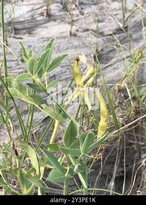 Haricot doré (Thermopsis rhombifolia) Plantae Banque D'Images