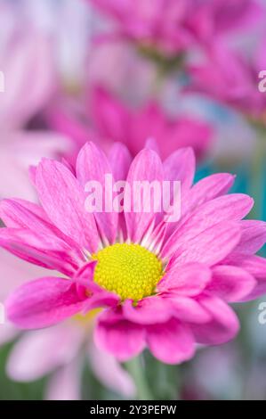 Gros plan d'une fleur de Marguerite peinte rose audacieuse sur un fond de rose. Banque D'Images