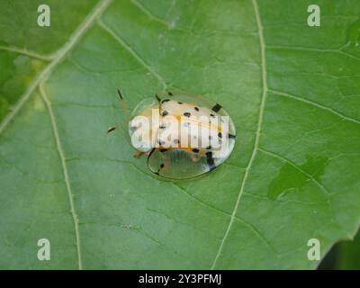 Coléoptère de la tortue à pois asiatiques (Aspidimorpha miliaris) insecte Banque D'Images