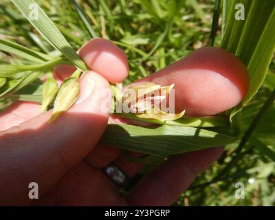 Orchidée de ruisseau (Epipactis gigantea) Plantae Banque D'Images