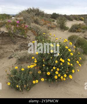 Arbuste Gumweed (Grindelia chiloensis) Plantae Banque D'Images