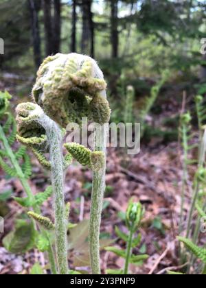 Fougères cannelle (Osmundastrum) Plantae Banque D'Images