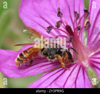 Prunus Miner Bee (Andrena prunorum) Insecta Banque D'Images