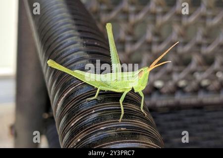 Mermiria (Mermiria bivittata) Insecta à deux rayures Banque D'Images