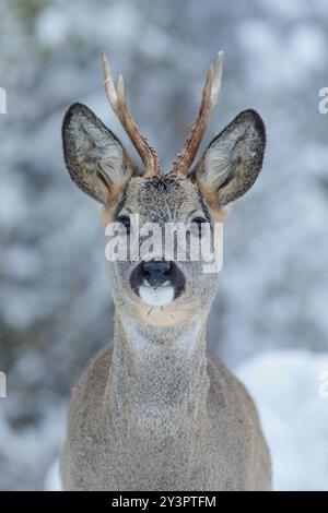 Portrait hivernal en gros plan face à face d'un chevreuil mâle (Capreolus capreolus) avec de beaux bois debout au milieu d'une fourrure enneigée Banque D'Images