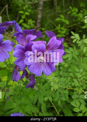 Bec de grue pourpre (Geranium × magnificum) Plantae Banque D'Images