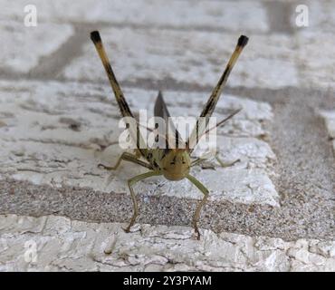 Mermiria (Mermiria bivittata) Insecta à deux rayures Banque D'Images