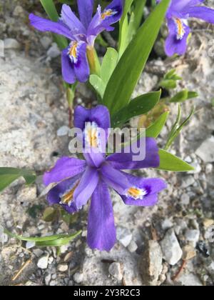 Lac nain Iris (Iris lacustris) Plantae Banque D'Images