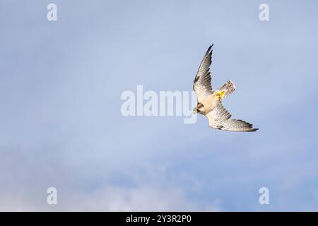 Gros plan d'un Lanner Falcon dans le ciel en plongeant Banque D'Images