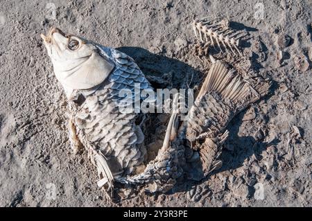 Squelette de poisson de carpe morte - Great Salt Lake Shoreline, Utah Banque D'Images