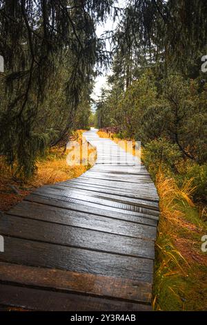 Un chemin en bois sinueux serpente à travers la luxuriante tourbière de Jizerka dans les montagnes de Jizera, invitant les amoureux de la nature à explorer le paysage serein et sa flore diversifiée. Banque D'Images