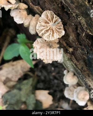 Champignons parachutes de fées (Marasmiellus candidus) Banque D'Images