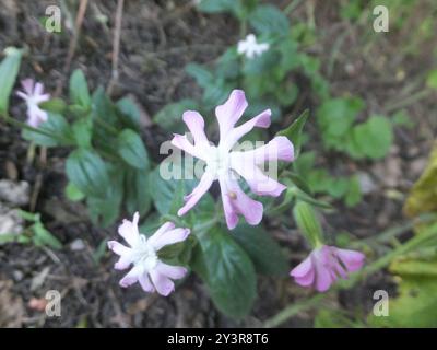 Hybride Campion (Silene × hampeana) Plantae Banque D'Images