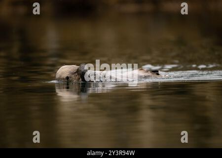 Loutre de mer du Nord à Seldovia, baie de Kachemak, Alaska Banque D'Images