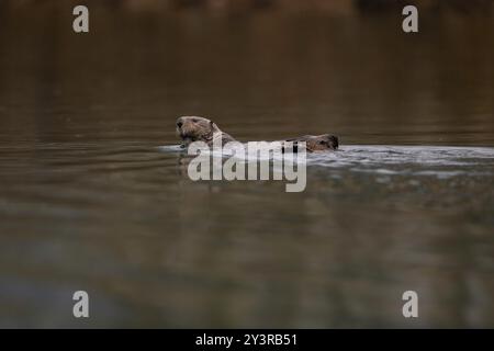 Loutre de mer du Nord à Seldovia, baie de Kachemak, Alaska Banque D'Images