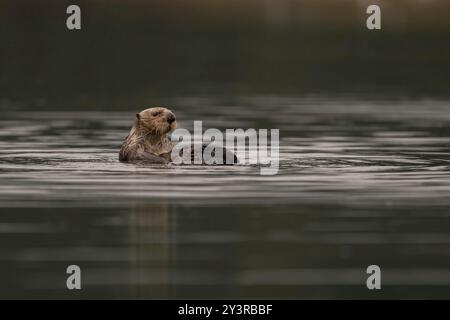 Loutre de mer du Nord à Seldovia, baie de Kachemak, Alaska Banque D'Images