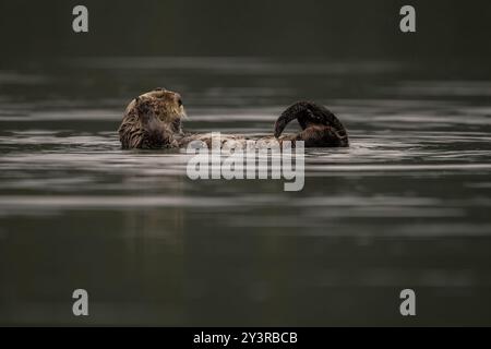 Loutre de mer du Nord à Seldovia, baie de Kachemak, Alaska Banque D'Images