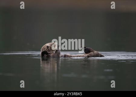 Loutre de mer du Nord à Seldovia, baie de Kachemak, Alaska Banque D'Images