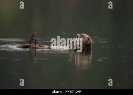 Loutre de mer du Nord à Seldovia, baie de Kachemak, Alaska Banque D'Images