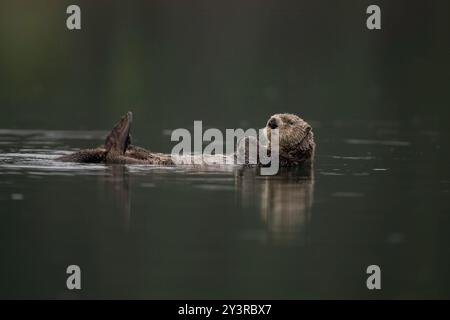 Loutre de mer du Nord à Seldovia, baie de Kachemak, Alaska Banque D'Images