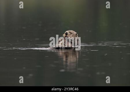 Loutre de mer du Nord à Seldovia, baie de Kachemak, Alaska Banque D'Images