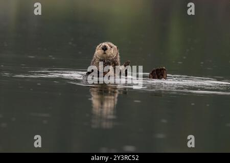 Loutre de mer du Nord à Seldovia, baie de Kachemak, Alaska Banque D'Images