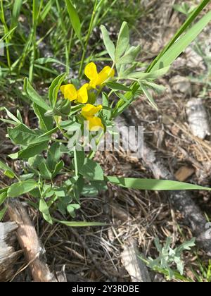 Haricot doré (Thermopsis rhombifolia) Plantae Banque D'Images