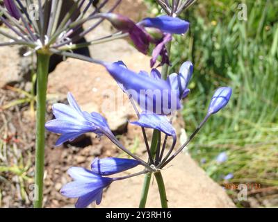 Cloche Agapanthus (Agapanthus campanulatus) Plantae Banque D'Images