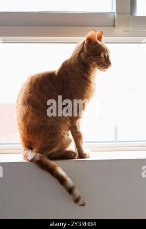 Chat orange assis près de la fenêtre avec un regard vide Banque D'Images
