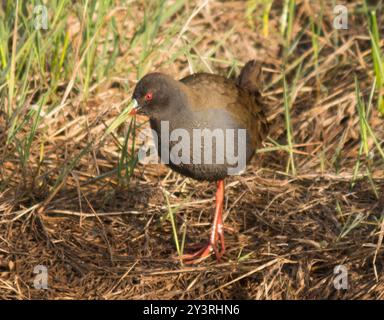 Chemin de fer de Plumbeous (Pardirallus sanguinolentus) Aves Banque D'Images