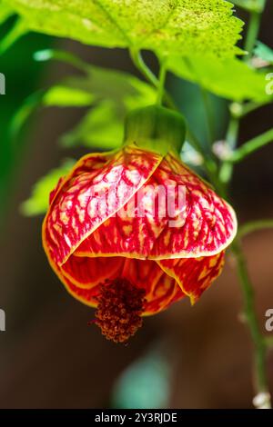 Abutilon pictum flower Banque D'Images