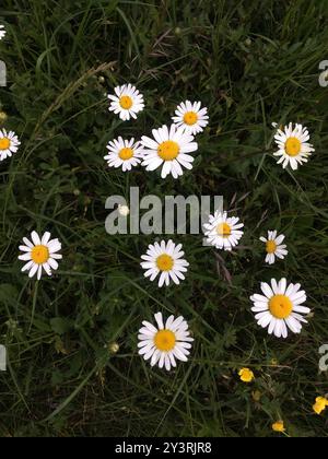 Marguerite Oxeye (Leucanthemum ircutianum) Plantae Banque D'Images