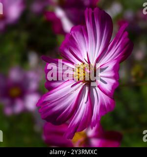 Gros plan de fleur de Cosmos bipinnatus 'Fizzy Rose Picotee' dans un jardin à la fin de l'été Banque D'Images