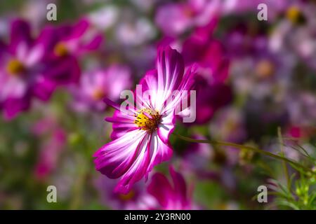 Gros plan de fleur de Cosmos bipinnatus 'Fizzy Rose Picotee' dans un jardin à la fin de l'été Banque D'Images