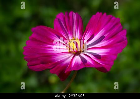 Gros plan de fleur de Cosmos bipinnatus 'Fizzy Rose Picotee' dans un jardin à la fin de l'été Banque D'Images