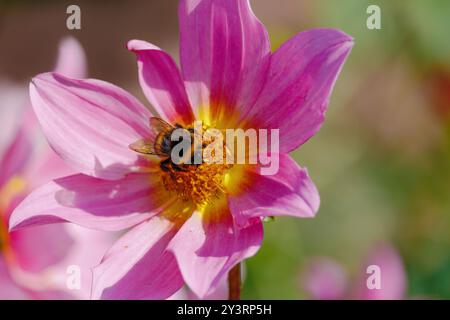 Une abeille est assise sur une fleur rose. La fleur est entourée de feuilles vertes. L'abeille est le centre principal de l'image, et la fleur et les feuilles fournissent Banque D'Images