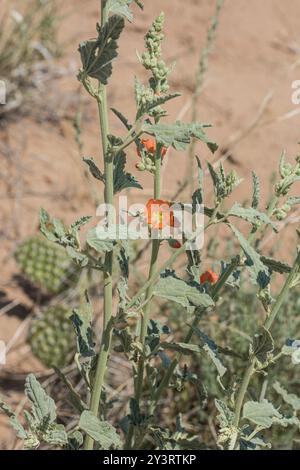 Globemallow grise (Sphaeralcea incana) Plantae Banque D'Images