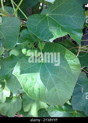 Noix de Barbade (Jatropha curcas) Plantae Banque D'Images