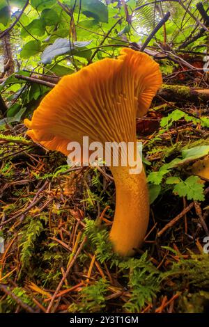 Chanterelle dorée, Cantharellus cibarius, champignon dans la forêt de sapins Douglas de deuxième croissance sur la péninsule Olympic, État de Washington, États-Unis Banque D'Images