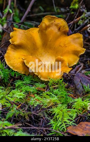 Chanterelle dorée, Cantharellus cibarius, champignon dans la forêt de sapins Douglas de deuxième croissance sur la péninsule Olympic, État de Washington, États-Unis Banque D'Images