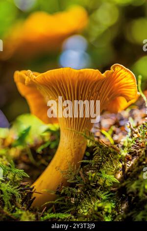 Chanterelle dorée, Cantharellus cibarius, champignon dans la forêt de sapins Douglas de deuxième croissance sur la péninsule Olympic, État de Washington, États-Unis Banque D'Images